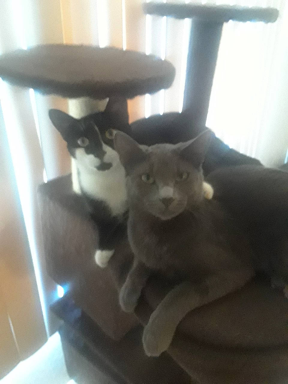 Buddy joined the competition — help win amazing prizes! black_cat, burmese, carnivore, cat, domestic_short_haired_cat, felidae, kitten, oriental_shorthair, russian_blue, small_to_medium_sized_cats, table, whiskers