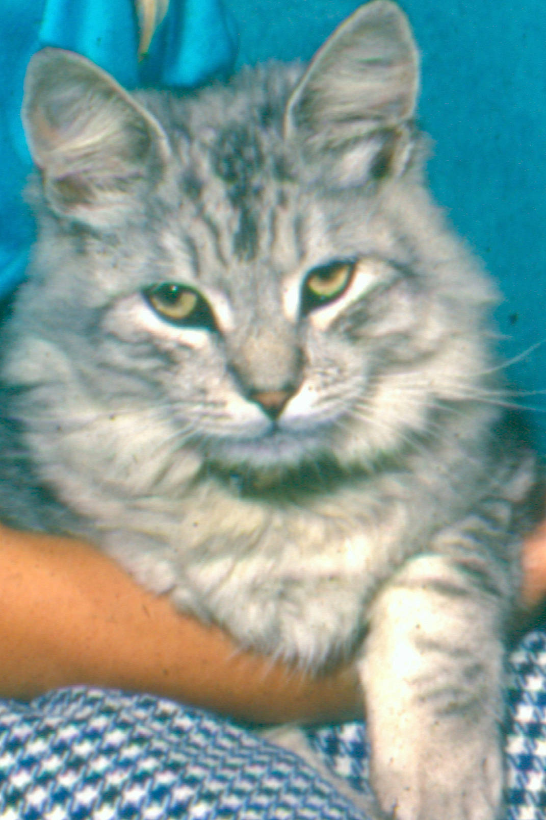 Sherkaun joined the competition — help win amazing prizes! american_curl, american_wirehair, asian, asian_semi_longhair, australian_mist, british_semi_longhair, carnivore, cat, domestic_long_haired_cat, domestic_short_haired_cat, european_shorthair, felidae, kitten, mammal, norwegian_forest_cat, siberian, small_to_medium_sized_cats, tabby_cat, vertebrate, whiskers