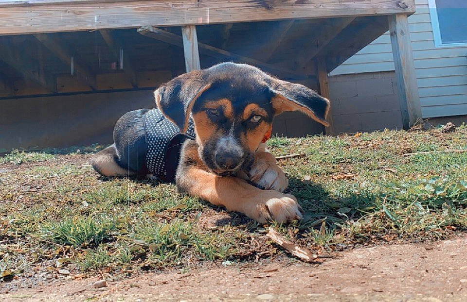 Hazel joined the competition — help win amazing prizes! beaglier, canidae, carnivore, companion_dog, dog, dog_breed, grass, guard_dog, hound, hunting_dog, landscape, mammal, plant, puppy, snout, soil, sporting_group, street_dog, terrestrial_animal, working_dog