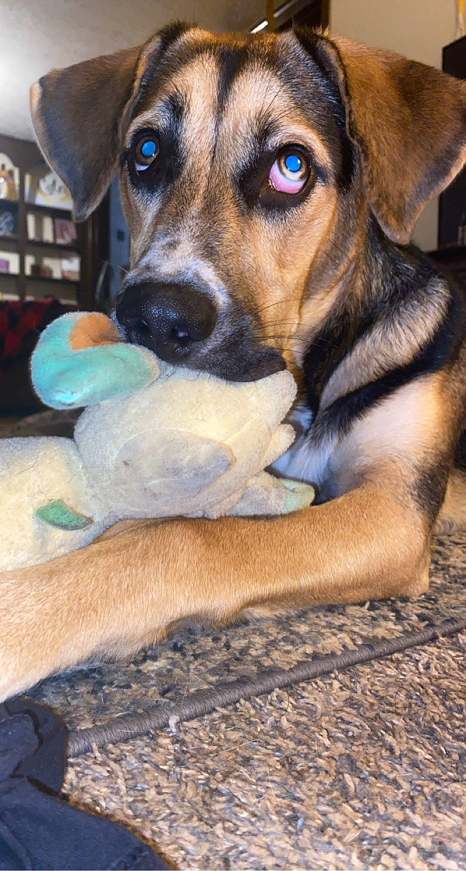 Hazel is registered to the contest to win money with this photo: balance, blue, bookcase, canidae, carnivore, companion_dog, dog, dog_breed, fawn, fur, paw, picture_frame, shelf, shelving, snout, sporting_group, terrestrial_animal, whiskers, working_animal, working_dog