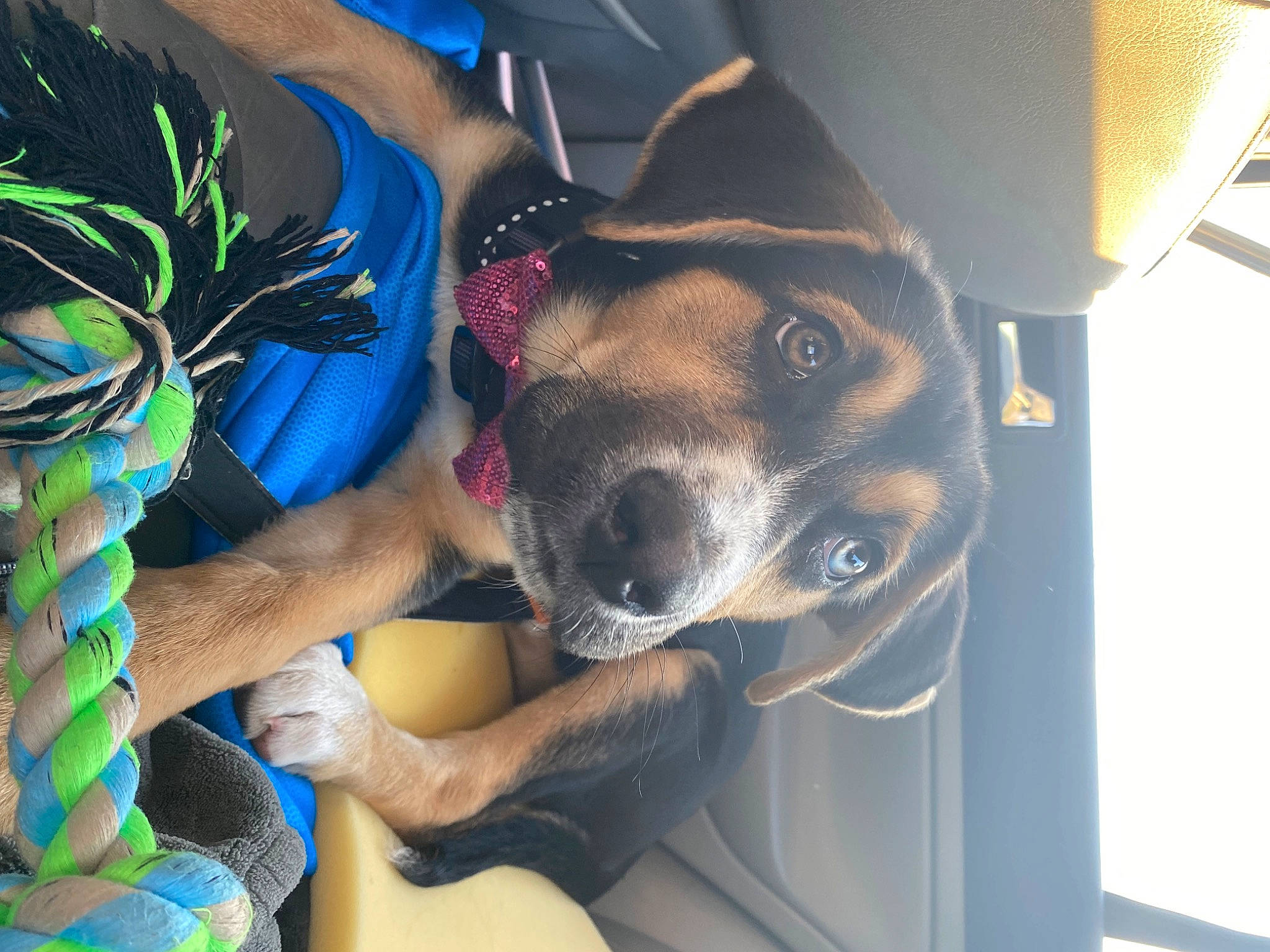 Hazel is registered to the contest to win money with this photo: canidae, carnivore, companion_dog, dog, dog_breed, elbow, eyewear, fawn, foot, fun, human_leg, personal_protective_equipment, recreation, selfie, snout, sporting_group, thigh, vehicle_door, working_animal, wrist