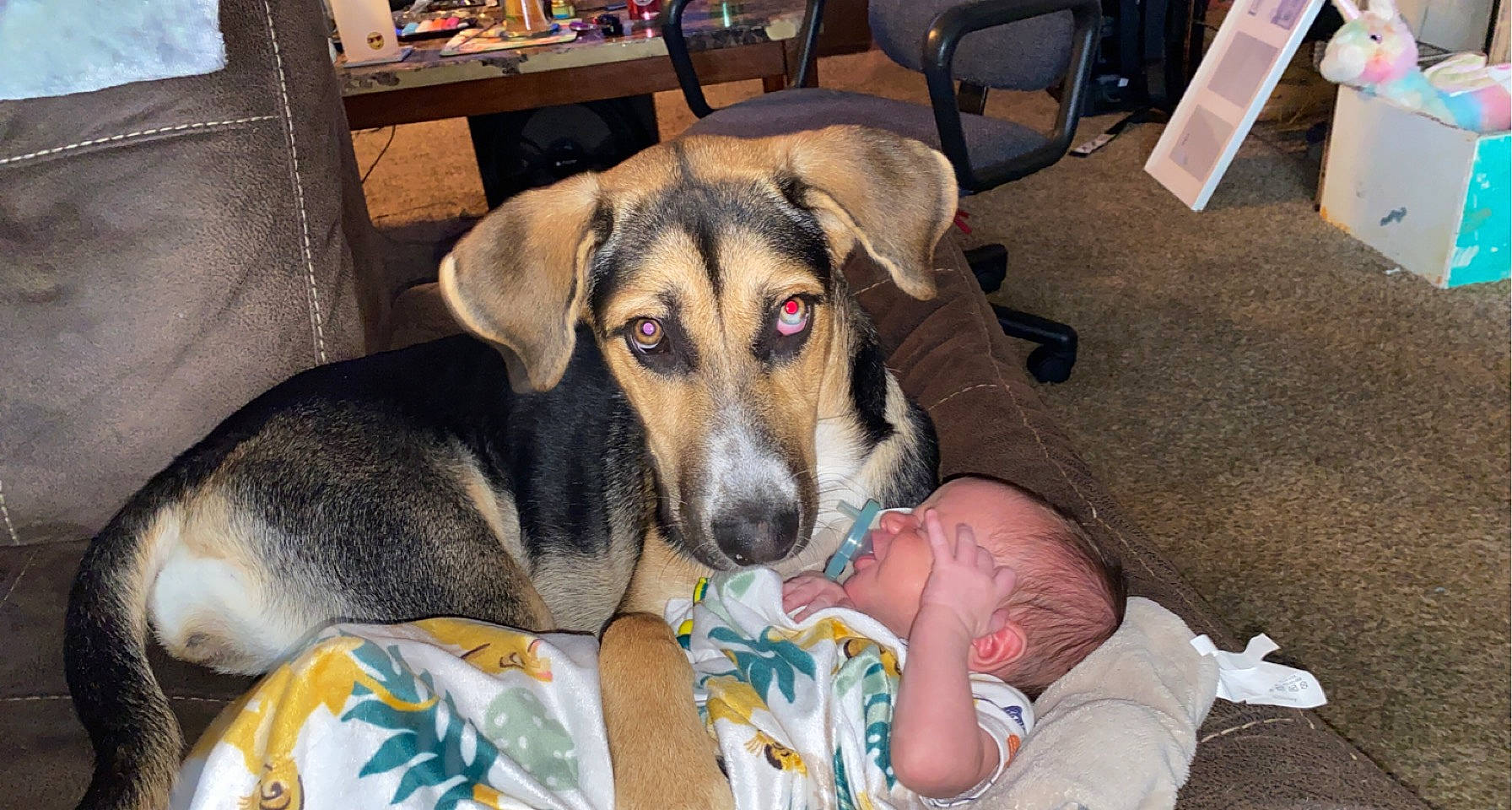 Hazel is registered to the contest to win money with this photo: canidae, carnivore, chair, comfort, companion_dog, couch, dog, dog_breed, dog_supply, fawn, flooring, fur, furniture, room, sharing, sitting, snout, sporting_group, working_animal, working_dog