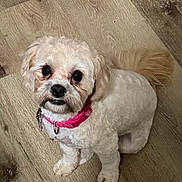 Cocoa joined the competition — help win amazing prizes! dog, pet, white_dog, small_dog, pink_collar, wooden_floor, cute, fluffy, looking_up, indoor, companion, animal, adorable, fur, tail, paws, domestic, friendly, canine, curious