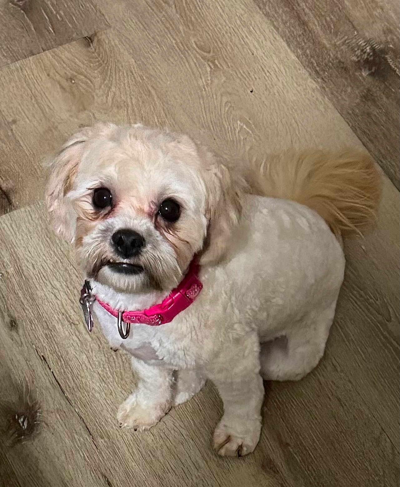 Cocoa joined the competition — help win amazing prizes! dog, pet, white_dog, small_dog, pink_collar, wooden_floor, cute, fluffy, looking_up, indoor, companion, animal, adorable, fur, tail, paws, domestic, friendly, canine, curious