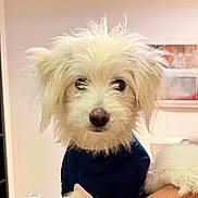 Squirrel is registered to the contest to win money with this photo: dog, white_dog, fluffy, pet, indoor, portrait, animal, cute, furry, small_dog, canine, person_holding_dog, clothing, curious, face, ears, nose, fur, background, artwork