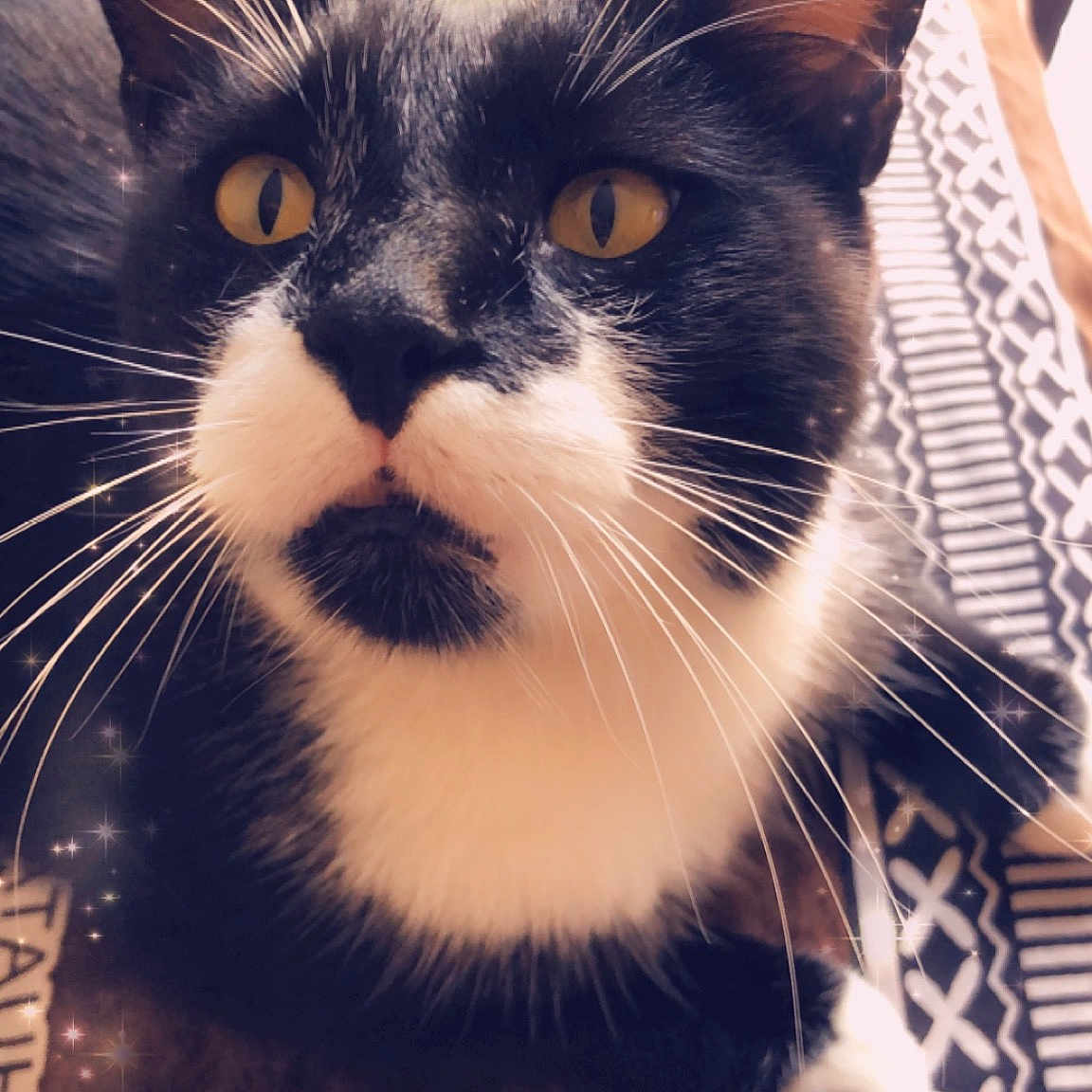 Booba participe au concours pour gagner de l'argent avec cette photo : carnivore, cat, domestic_short_haired_cat, felidae, fur, iris, paw, small_to_medium_sized_cats, snout, square, tail, terrestrial_animal, whiskers