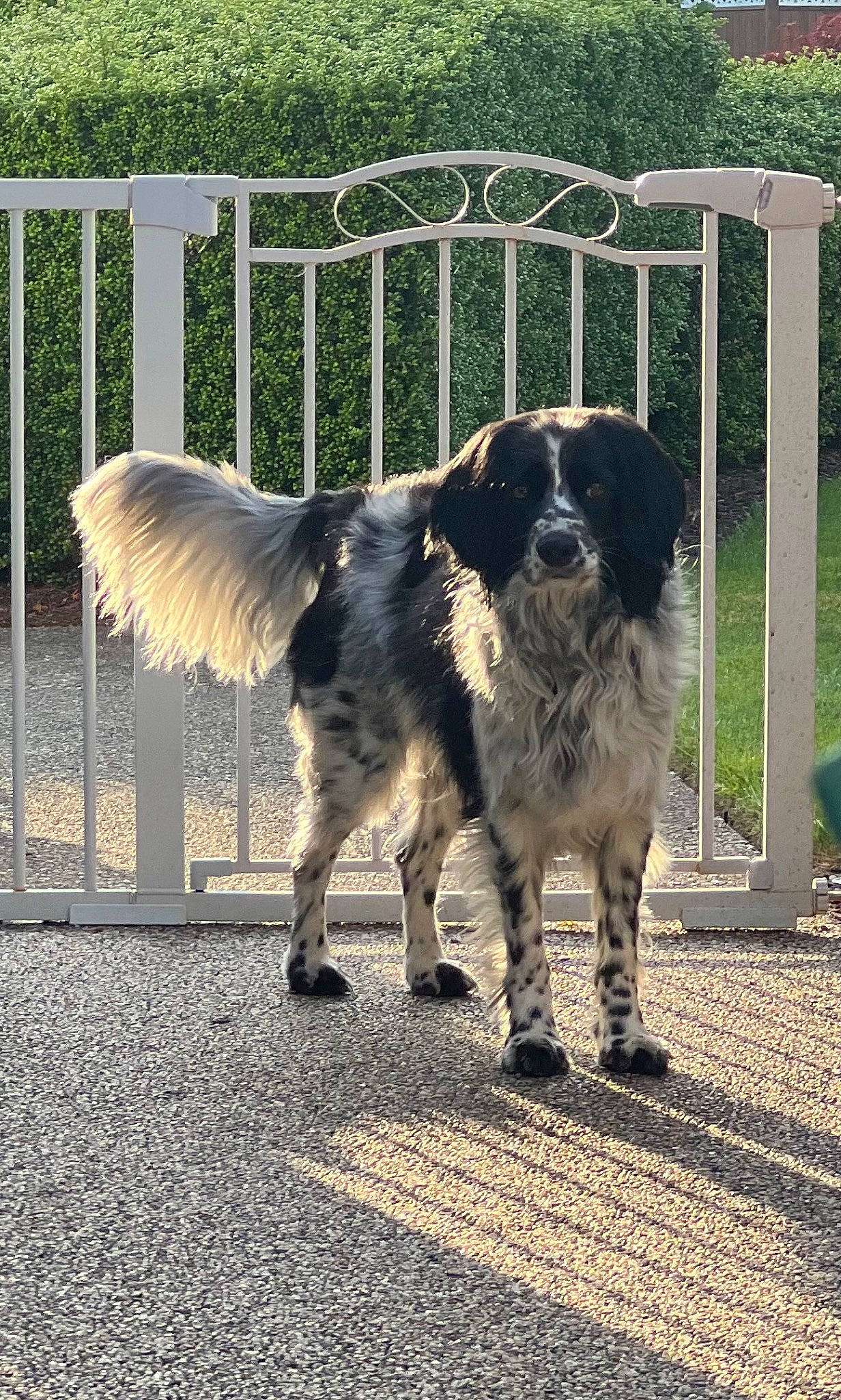 Maggie is registered to the contest to win money with this photo: canidae, carnivore, companion_dog, dog, dog_breed, fence, fur, grass, gun_dog, plant, snout, sporting_group, tail, terrestrial_animal, working_animal, working_dog