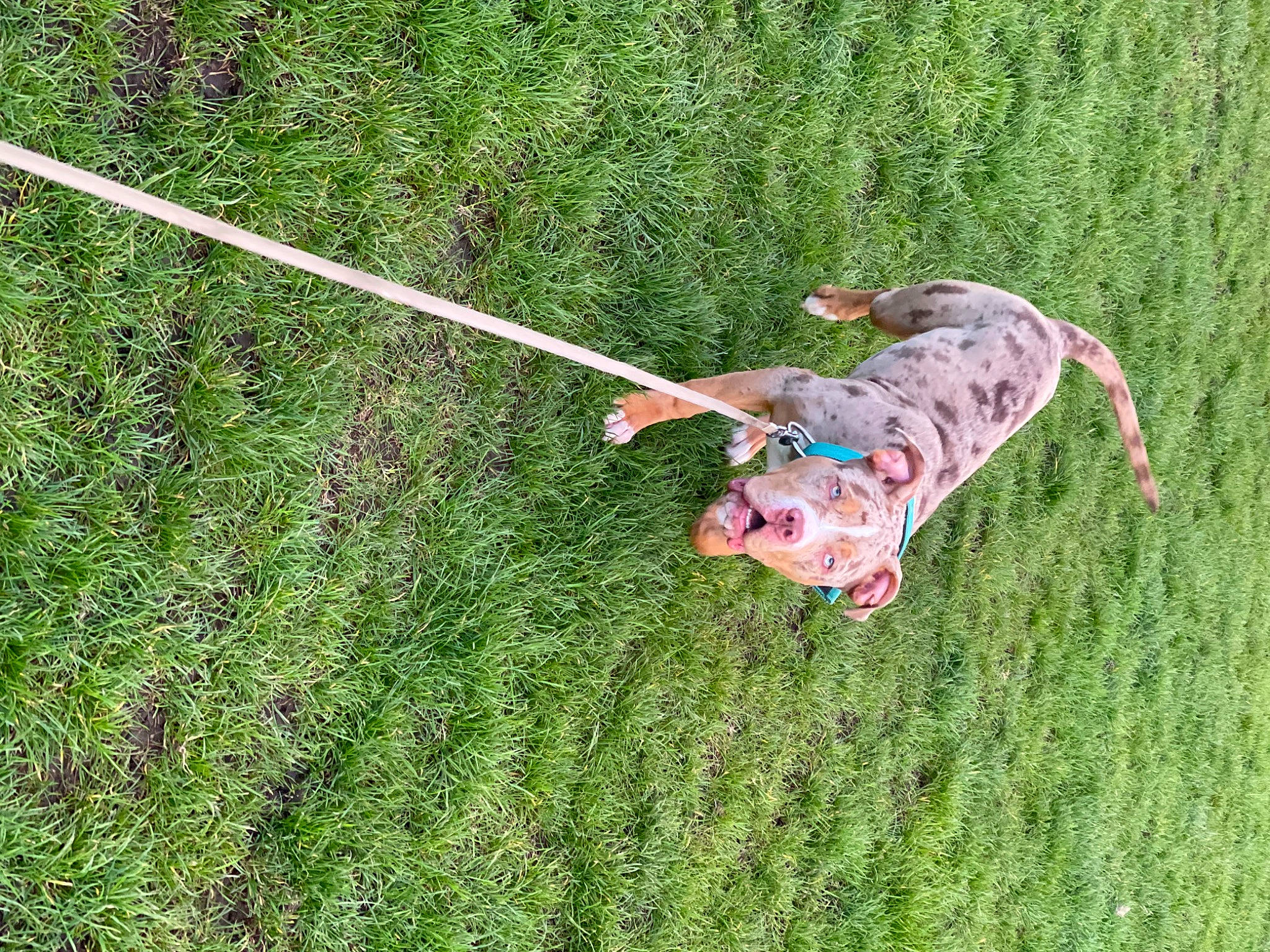 Kloud is registered to the contest to win money with this photo: canidae, carnivore, companion_dog, dog, dog_breed, fun, grass, grass_family, grassland, groundcover, lawn, leisure, pasture, people_in_nature, plant, recreation, shrub, sporting_group, swing, tail