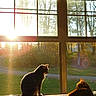Tom Tom is registered to the contest to win money with this photo: animal, blanket, cat, cats, cozy, domestic, feline, grass, house, indoor, leopard_print, nature, pet, quiet, resting, sitting, sunlight, sunset, trees, window