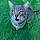 Tom Tom
