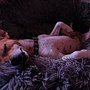 Bee Bee is registered to the contest to win money with this photo: dog, sleeping, blanket, fur, collar, paw, relaxation, cozy, indoor, pet, canine, rest, fluffy, cute, animal, comfort, napping, home, dog_bed, peaceful