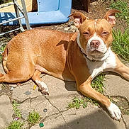 Sadie Sue is registered to the contest to win money with this photo: animal, brown_dog, canine, collar, concrete, daytime, dog, ears, grass, ground, nature, outdoor, paw, pet, relaxing, resting, shadow, snout, sunlight, white_dog