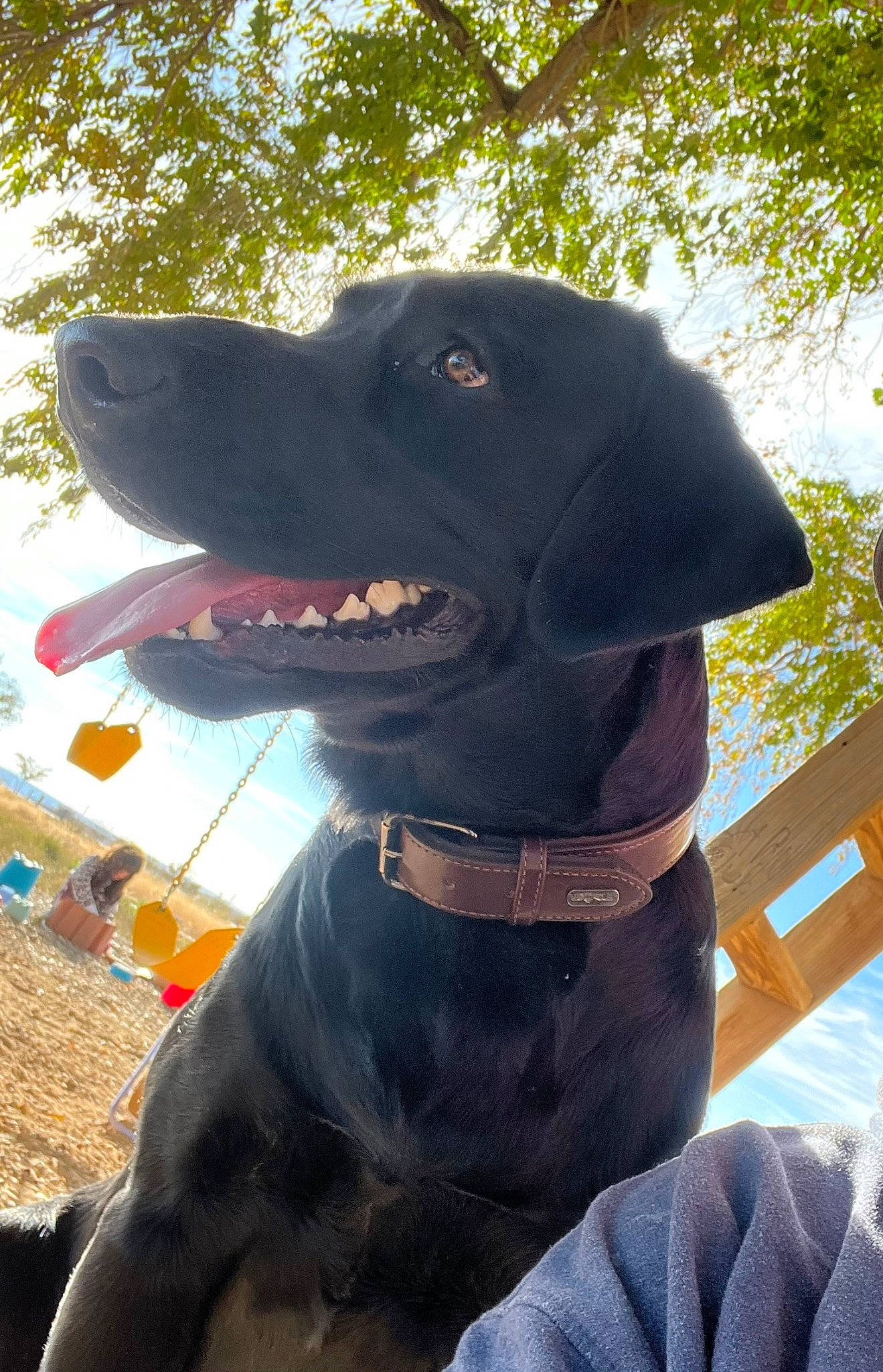 Barrett is registered to the contest to win money with this photo: borador, canidae, carnivore, collar, companion_dog, dog, dog_breed, dog_collar, gun_dog, liver, personal_protective_equipment, pet_supply, plant, retriever, sky, snout, sporting_group, tree, working_animal, working_dog