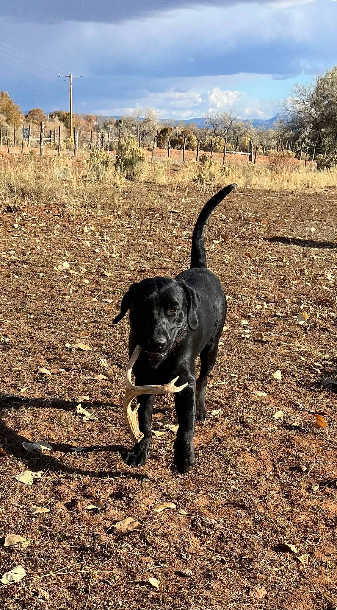 Barrett joined the competition — help win amazing prizes! adventure, carnivore, cloud, dirt_road, dog, dog_breed, fawn, grass, grassland, guard_dog, gun_dog, landscape, plant, sky, soil, sporting_group, tail, terrestrial_animal, tree, working_animal