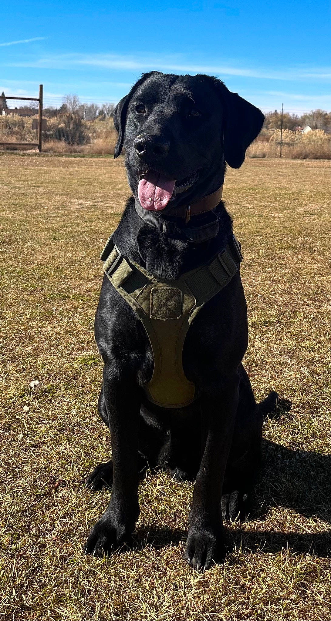 Barrett joined the competition — help win amazing prizes! borador, canidae, carnivore, cloud, collar, companion_dog, dog, dog_breed, dog_collar, fawn, grass, gun_dog, personal_protective_equipment, plant, sky, snout, sporting_group, tree, working_animal, working_dog