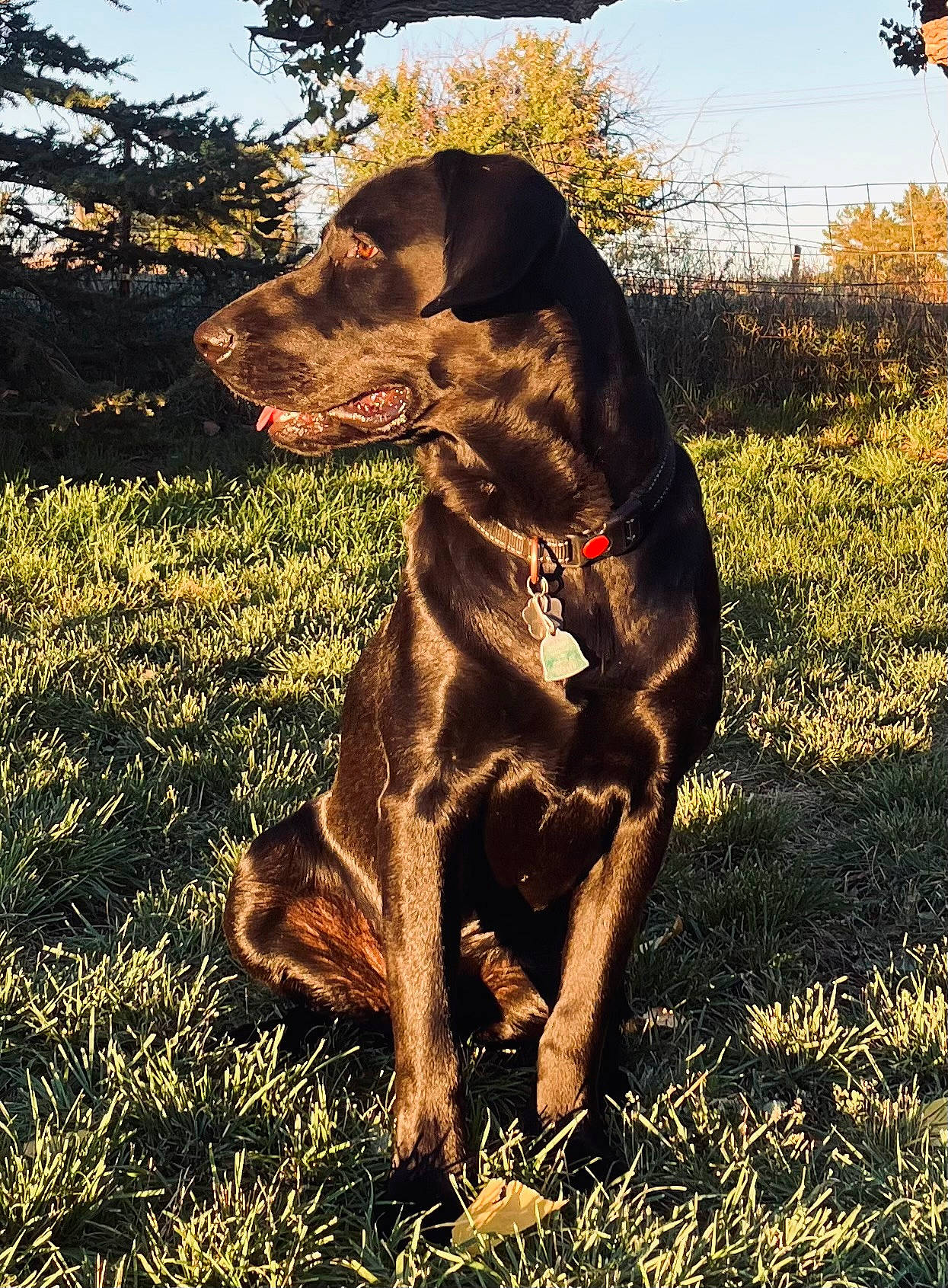 Barrett joined the competition — help win amazing prizes! canidae, carnivore, collar, companion_dog, dobermann, dog, dog_breed, dog_collar, fawn, grass, gun_dog, liver, people_in_nature, plant, sky, snout, sporting_group, tints_and_shades, tree, working_animal