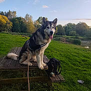 Sköll a rejoint le concours — aidez-le/la à gagner de superbes lots ! dog, husky, animal, pet, outdoor, grass, picnic_table, harness, leash, park, nature, trees, pond, sky, sunset, water_bowl, backpack, greenery, relaxing, canine