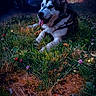 animal, canine, daylight, dog, flora, forest, grass, greenery, happy, husky, lying_down, muzzle, nature, outdoor, peaceful, pet, scenic, tongue_out, twilight, wildflowers