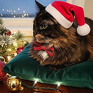 Noisette participe au concours pour gagner de l'argent avec cette photo : animal, bow_tie, cat, christmas_lights, christmas_ornaments, cozy, cute, decorations, festive, fluffy, frosted_window, green_cushion, holiday, indoor, pet, santa_hat, tortoiseshell_cat, window, wooden_table, wrapped_gift