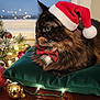 animal, bow_tie, cat, christmas_lights, christmas_ornaments, cozy, cute, decorations, festive, fluffy, frosted_window, green_cushion, holiday, indoor, pet, santa_hat, tortoiseshell_cat, window, wooden_table, wrapped_gift