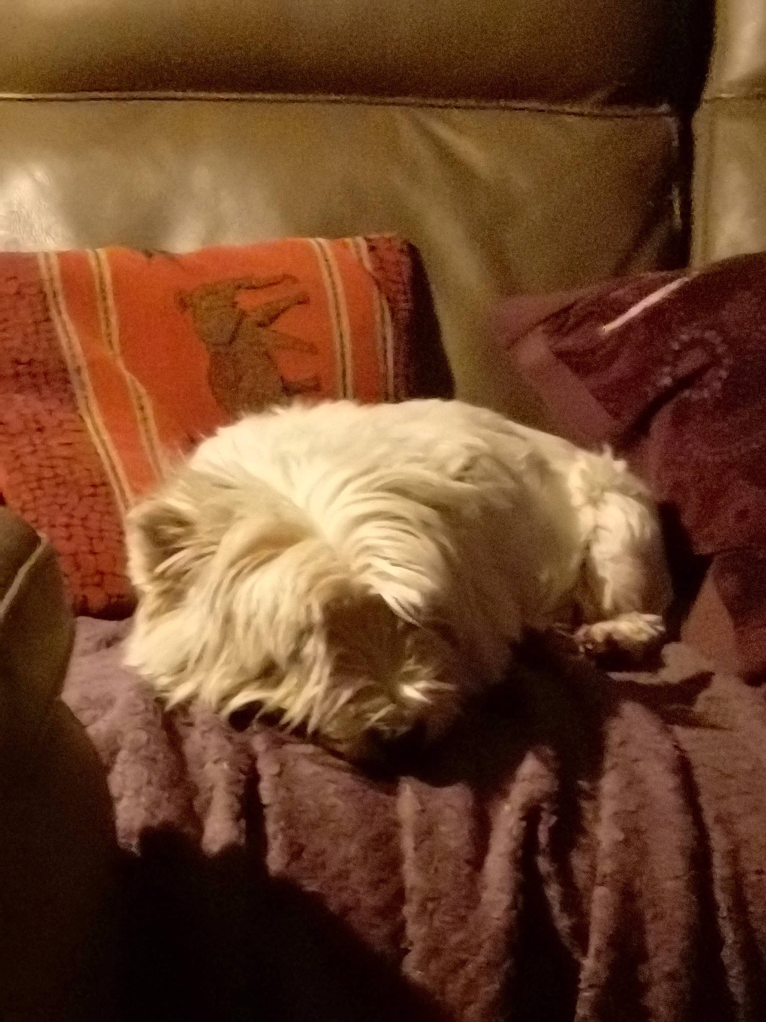 Charlie a rejoint le concours — aidez-le/la à gagner de superbes lots ! canidae, carnivore, comfort, companion_dog, couch, dog, dog_breed, dog_supply, fawn, fur, furniture, linens, liver, nap, small_terrier, snout, sporting_group, terrier, toy_dog, working_animal