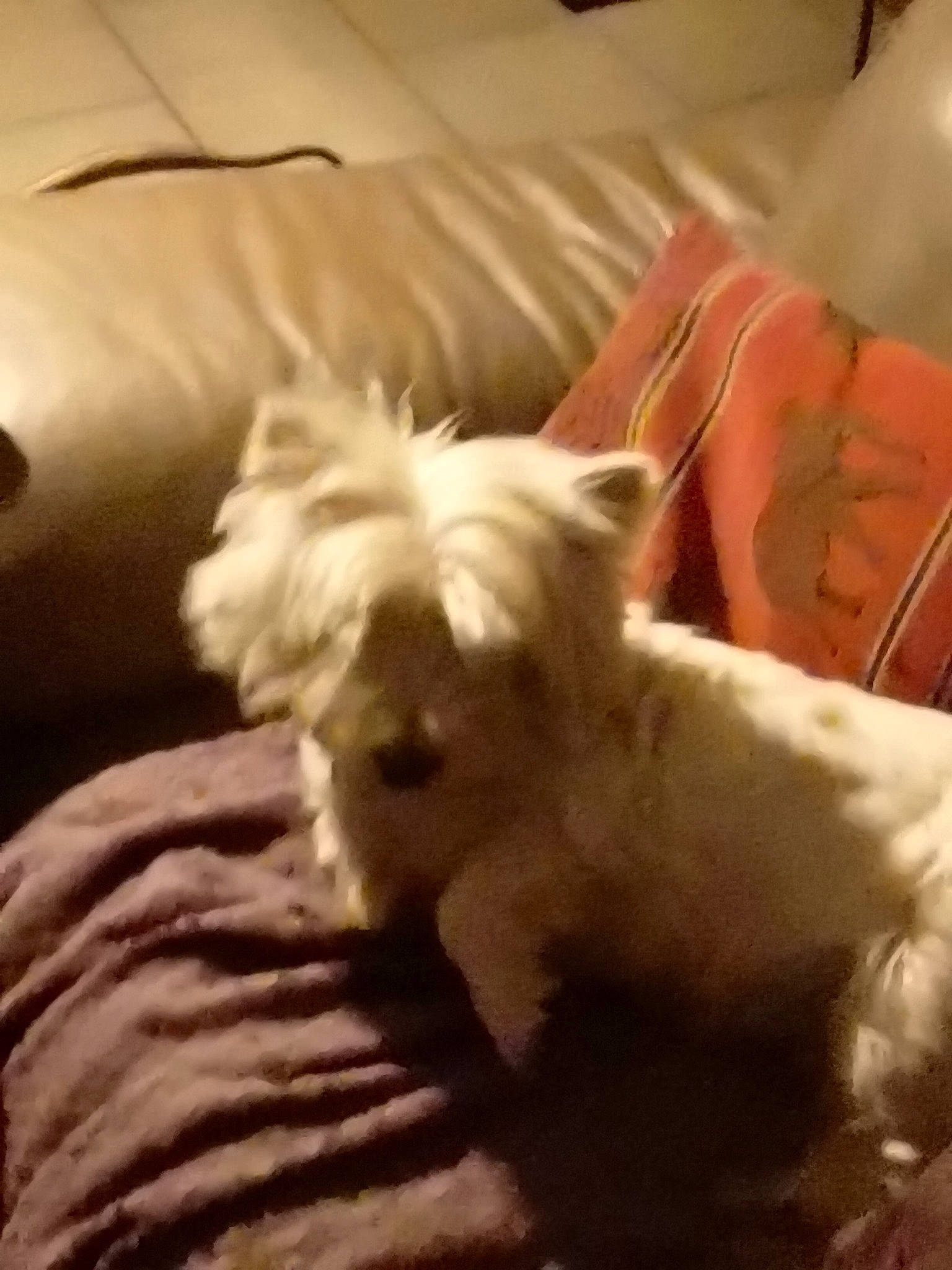 Charlie a rejoint le concours — aidez-le/la à gagner de superbes lots ! canidae, carnivore, comfort, companion_dog, dog, dog_breed, ear, eye, fawn, fur, head, maltepoo, nap, small_terrier, snout, sporting_group, tail, terrier, toy_dog, working_animal