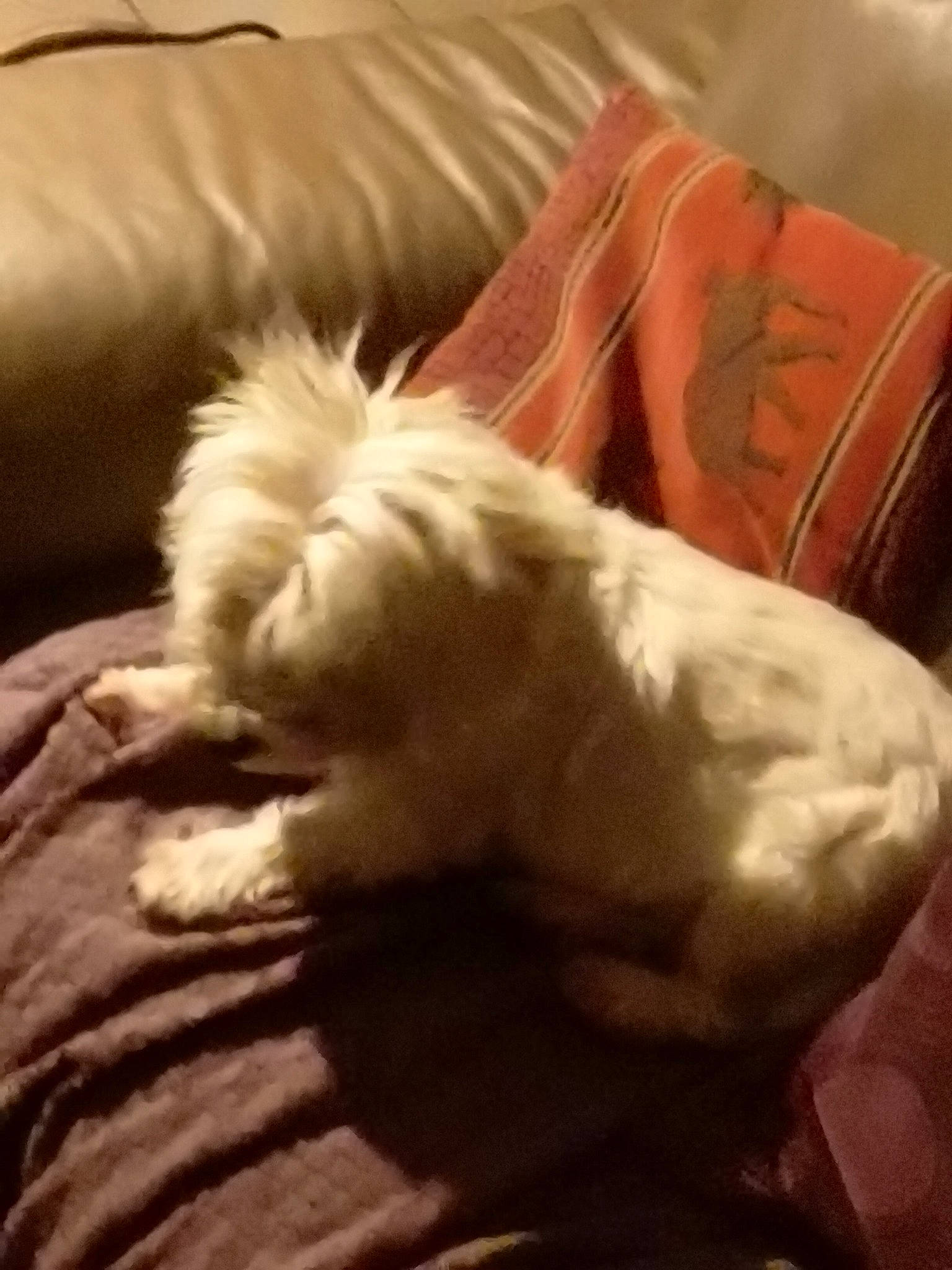 Charlie a rejoint le concours — aidez-le/la à gagner de superbes lots ! canidae, carnivore, cloud, comfort, companion_dog, couch, dog, dog_breed, fawn, felidae, liver, paw, small_terrier, small_to_medium_sized_cats, snout, sporting_group, tail, terrier, toy_dog, whiskers