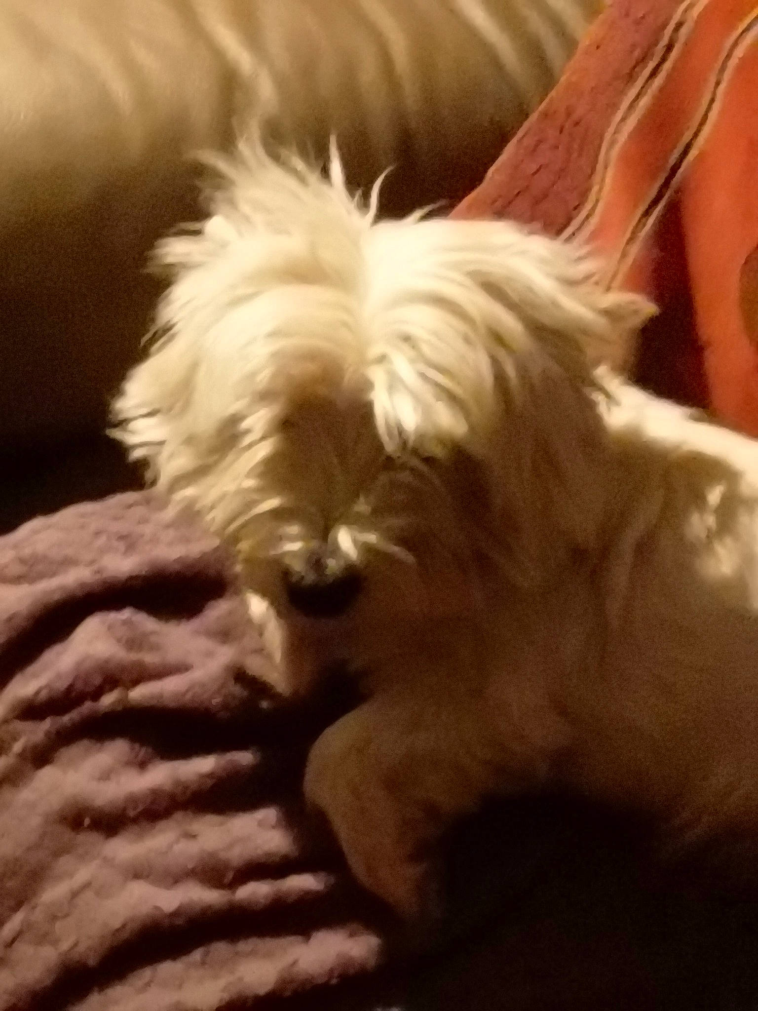 Charlie a rejoint le concours — aidez-le/la à gagner de superbes lots ! biewer_terrier, canidae, carnivore, cloud, comfort, companion_dog, dog, dog_breed, dog_supply, fawn, fur, maltepoo, nap, small_terrier, sporting_group, tail, terrestrial_animal, terrier, toy_dog, working_animal