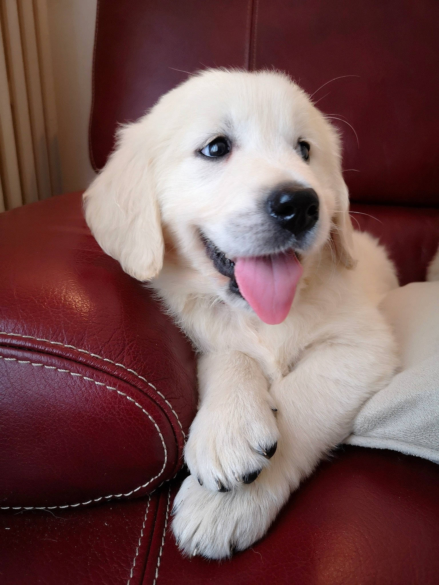 Osca participe au concours pour gagner de l'argent avec cette photo : canidae, carnivore, companion_dog, dog, dog_breed, fawn, fur, head, natural_material, nose, paw, pet_supply, plant, small_greek_domestic_dog, smile, snout, sporting_group, whiskers, working_animal, working_dog