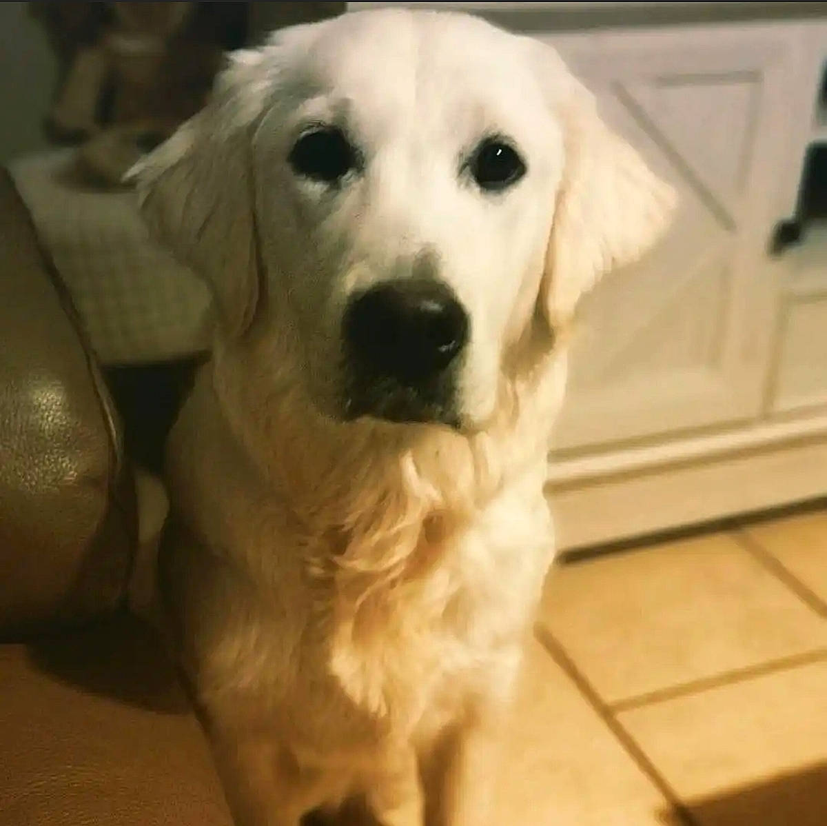 Osca a rejoint le concours — aidez-le/la à gagner de superbes lots ! canidae, carnivore, companion_dog, dog, dog_breed, fawn, flooring, fur, hardwood, labrador_retriever, non_sporting_group, plant, puppy, snout, sporting_group, terrestrial_animal, tile_flooring, whiskers, wood, working_animal