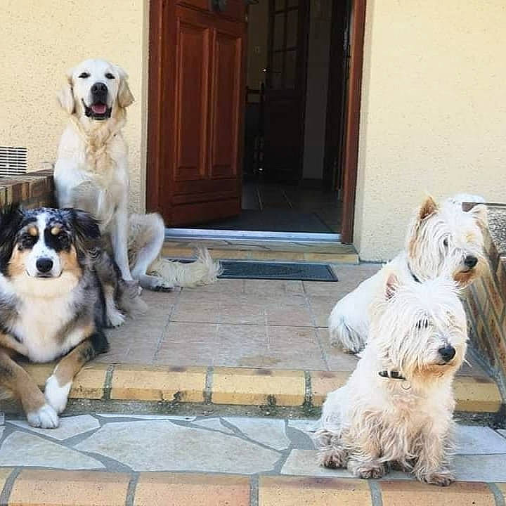 Osca a rejoint le concours — aidez-le/la à gagner de superbes lots ! canidae, carnivore, companion_dog, dog, dog_breed, dog_supply, door, fawn, floor, flooring, fur, mammal, plant, small_terrier, snout, sporting_group, toy_dog, vertebrate, wood, working_animal