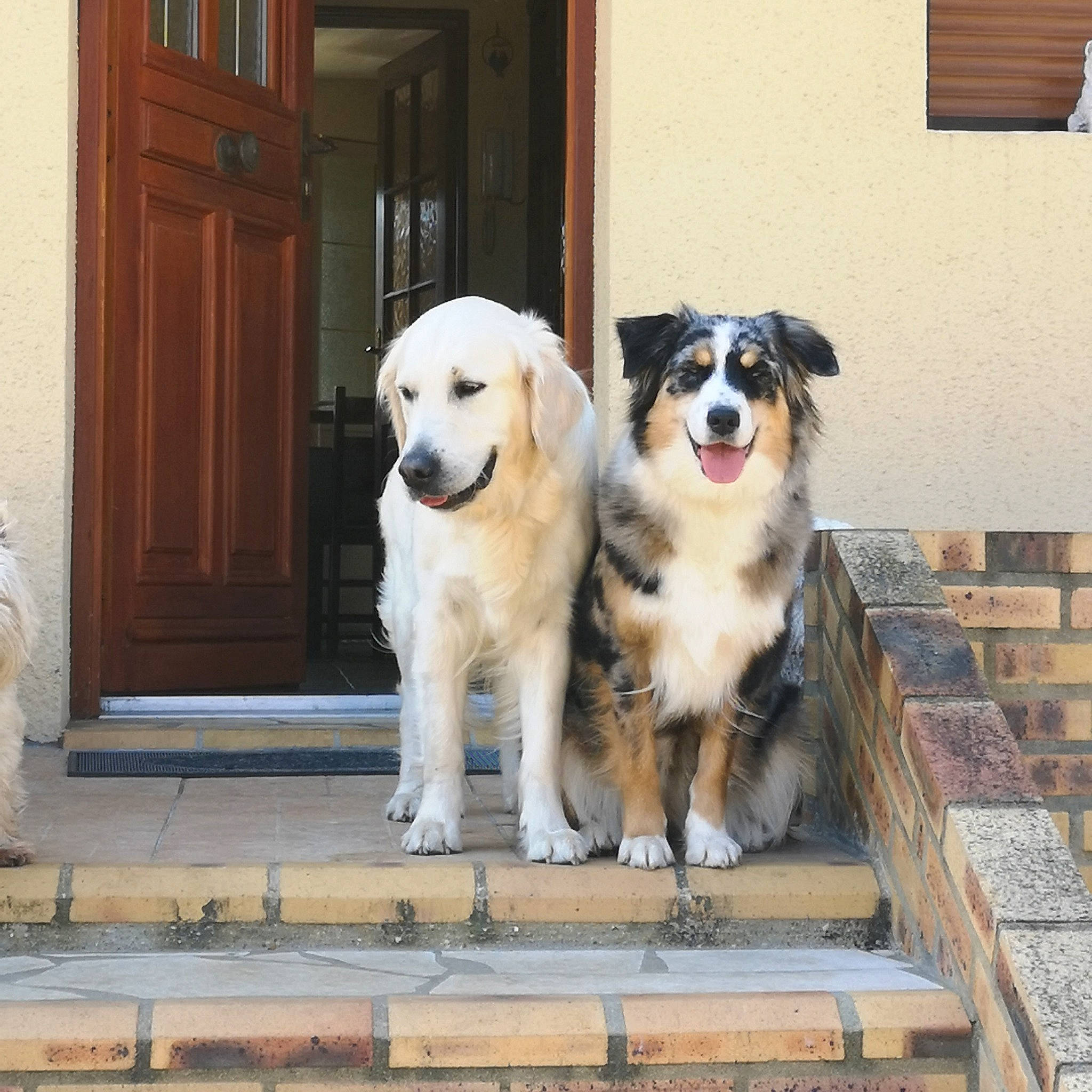 Pretty a rejoint le concours — aidez-le/la à gagner de superbes lots ! canidae, carnivore, collar, companion_dog, dog, dog_breed, dog_supply, door, door_handle, fawn, flooring, fur, home_door, porch, snout, sporting_group, window, wood, working_animal, working_dog