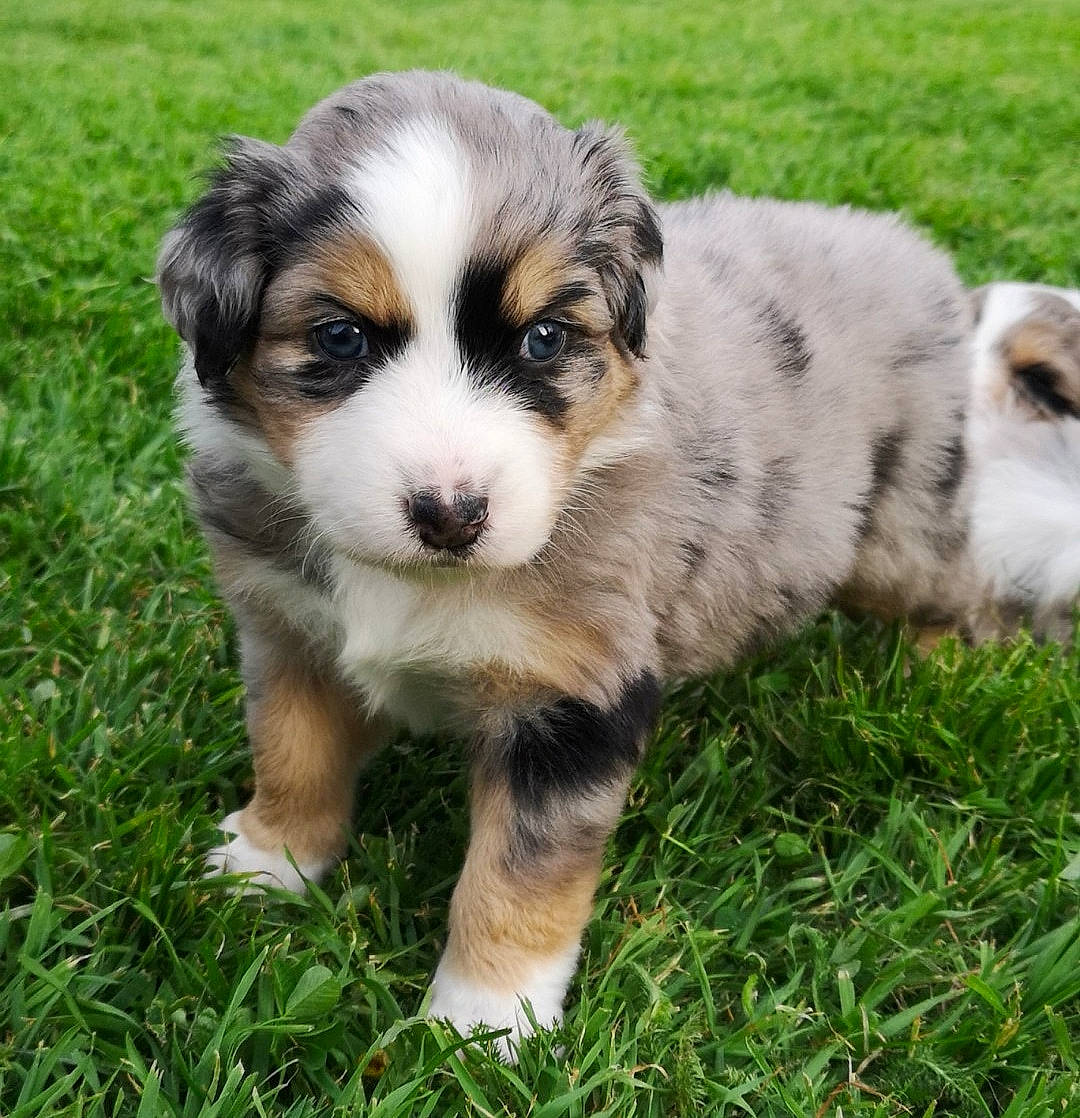 Pretty a rejoint le concours — aidez-le/la à gagner de superbes lots ! canidae, carnivore, companion_dog, dog, dog_breed, grass, plant, puppy, sporting_group, terrestrial_animal, toy_dog, whiskers, working_dog