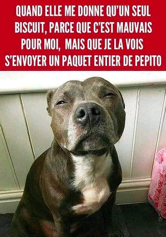 Pretty participe au concours pour gagner de l'argent avec cette photo : ancient_dog_breeds, canidae, carnivore, companion_dog, dog, dog_breed, font, fur, internet_meme, liver, non_sporting_group, photo_caption, snout, sporting_group, terrestrial_animal, whiskers, working_animal