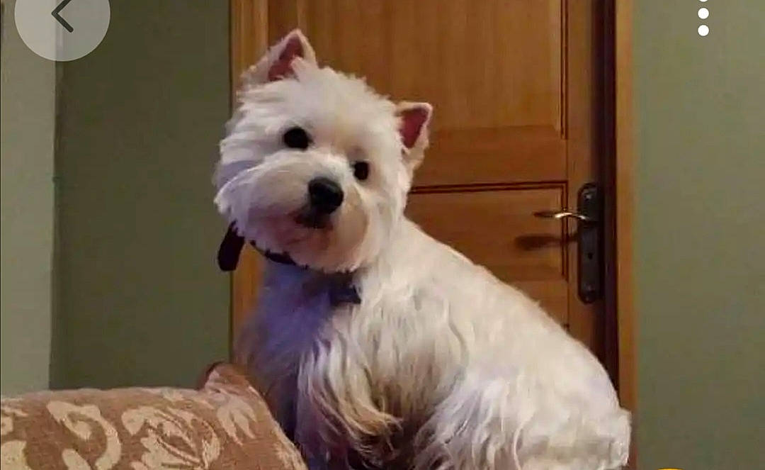 Ipso a rejoint le concours — aidez-le/la à gagner de superbes lots ! cabinetry, canidae, carnivore, companion_dog, dog, dog_breed, dog_supply, door, door_handle, ear, fawn, fur, home_door, maltepoo, small_terrier, snout, sporting_group, terrier, toy_dog, working_animal