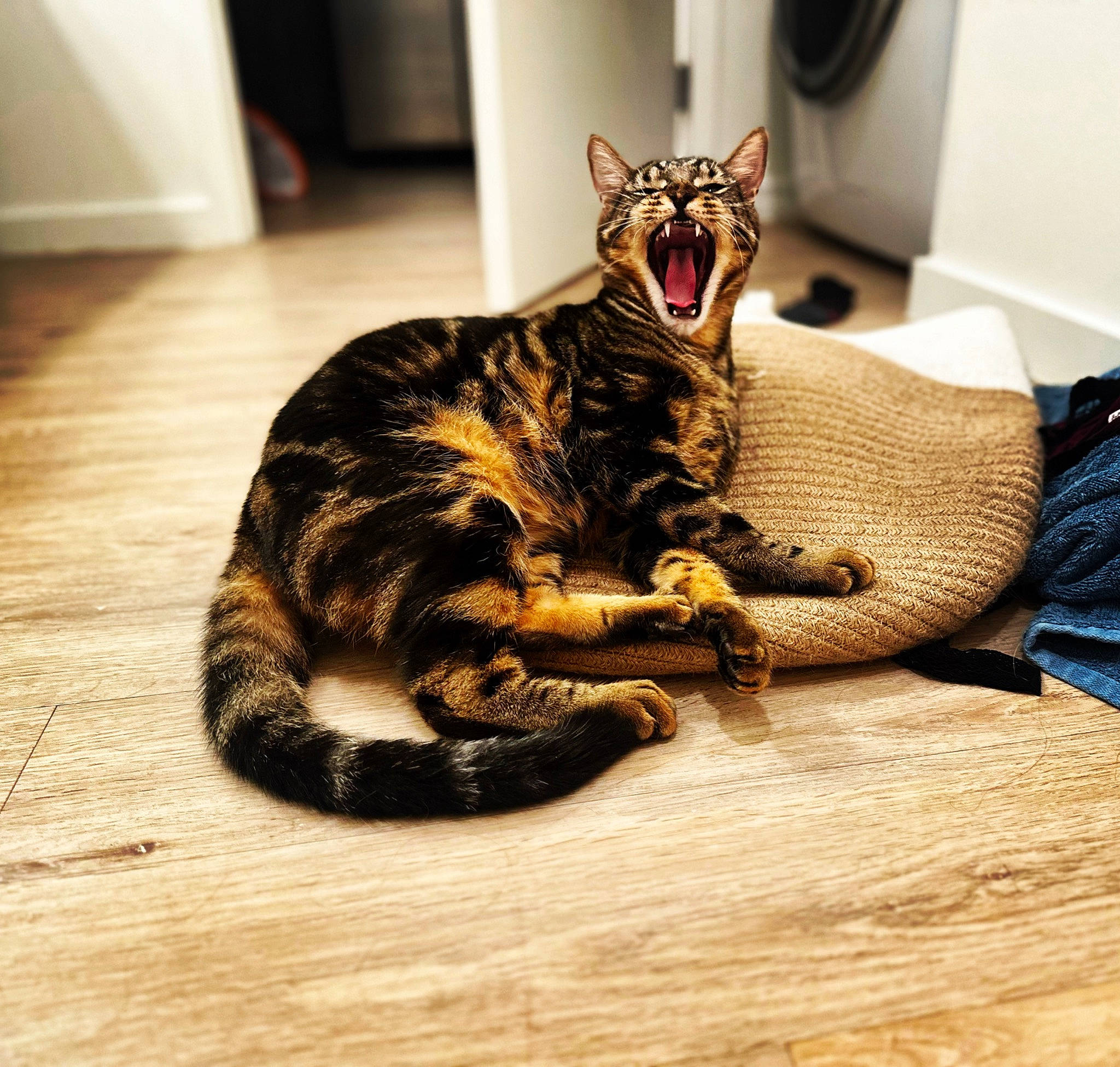 Apollo is registered to the contest to win money with this photo: carnivore, cat, claw, comfort, domestic_short_haired_cat, eye, felidae, flooring, fur, hardwood, paw, picture_frame, sitting, small_to_medium_sized_cats, snout, tail, terrestrial_animal, whiskers, wildlife, wood