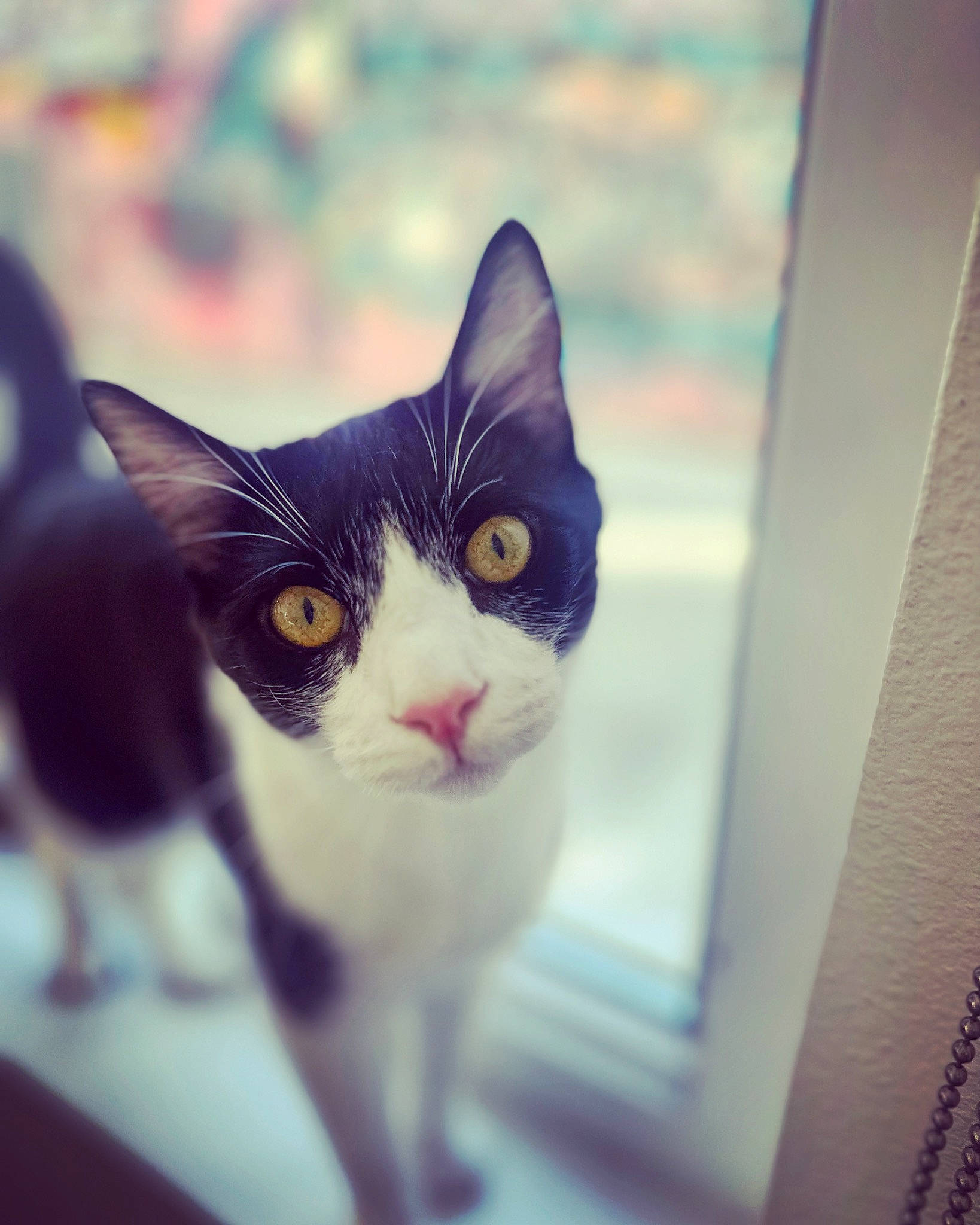 Ajax joined the competition — help win amazing prizes! art, carnivore, cat, domestic_short_haired_cat, eye, felidae, fur, paw, small_to_medium_sized_cats, snout, square, tail, whiskers, window