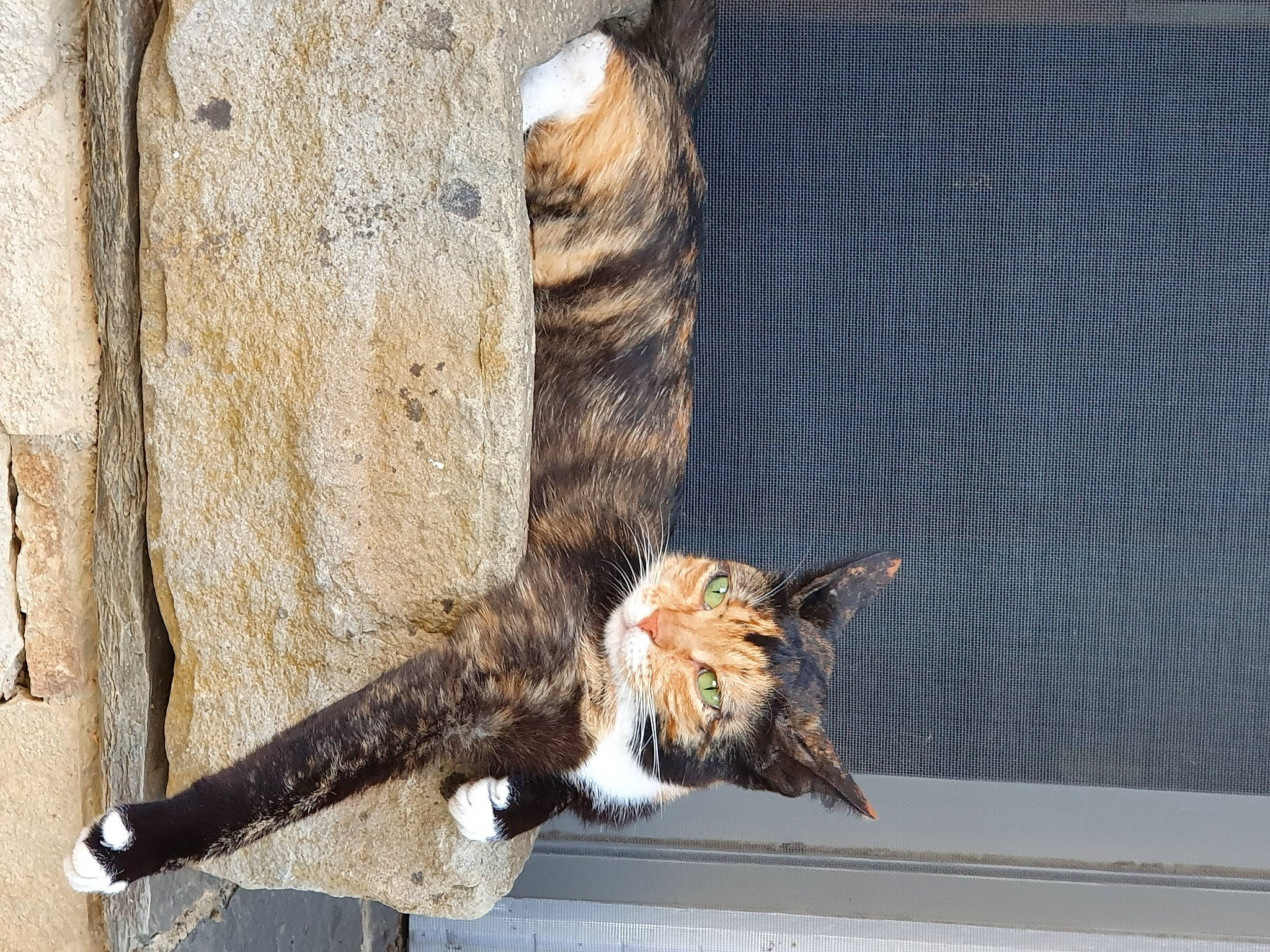 Tak participe au concours pour gagner de l'argent avec cette photo : art, beak, bird_of_prey, carnivore, cat, claw, domestic_short_haired_cat, falconiformes, felidae, fur, small_to_medium_sized_cats, snout, tail, terrestrial_animal, tree, trunk, whiskers, wildlife, window, wood