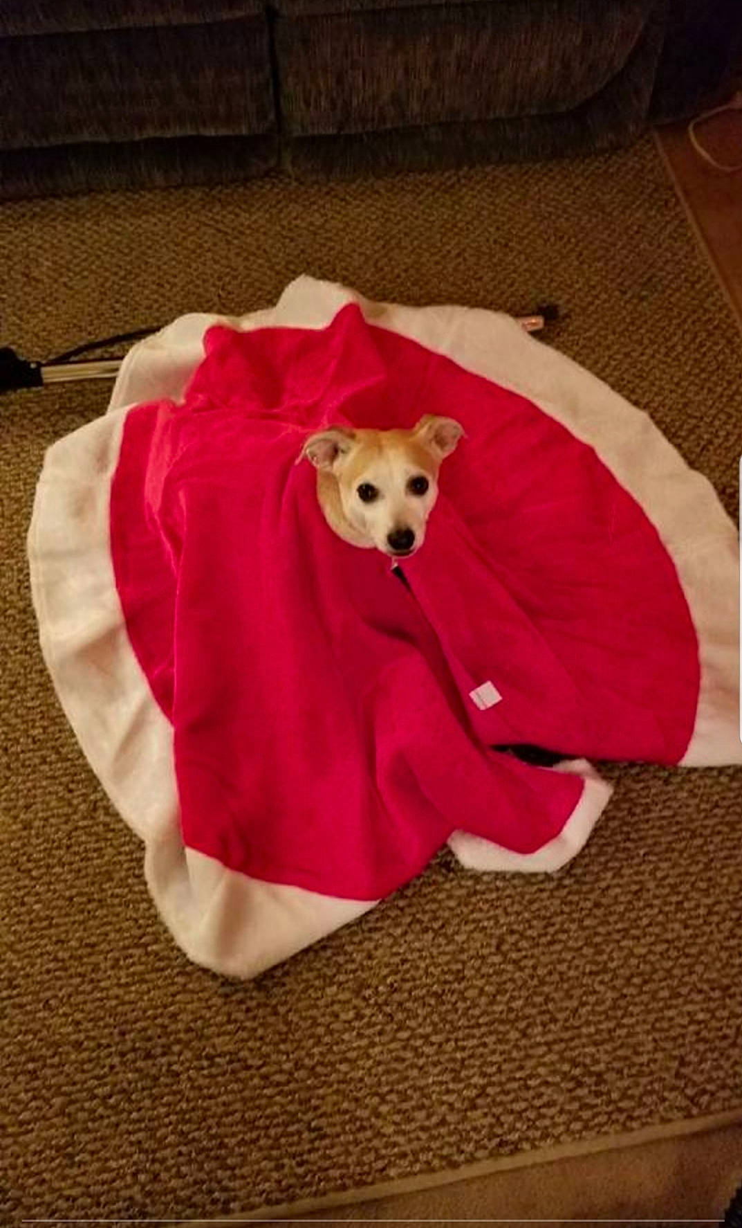 Mr. Bentley is registered to the contest to win money with this photo: blanket, canidae, chihuahua, dog, dog_breed, dog_clothes, linens, magenta, outerwear, pink, puppy, red, table, textile, toy_dog, whippet