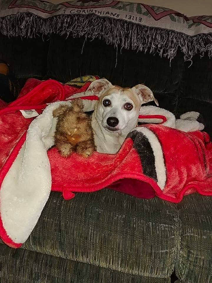 Mr. Bentley is registered to the contest to win money with this photo: canidae, carnivore, companion_dog, dog, dog_bed, dog_breed, dog_clothes, dog_supply, fox_terrier, furniture, jack_russell_terrier, linens, lurcher, mammal, puppy, russell_terrier, whippet