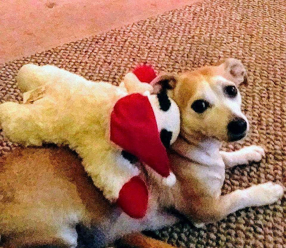 Mr. Bentley is registered to the contest to win money with this photo: canidae, carnivore, companion_dog, dog, dog_breed, dog_clothes, dog_supply, dog_toy, fawn, fur, jack_russell_terrier, love, paw, puppy, puppy_love, snout, sporting_group, stuffed_toy, tail, terrier