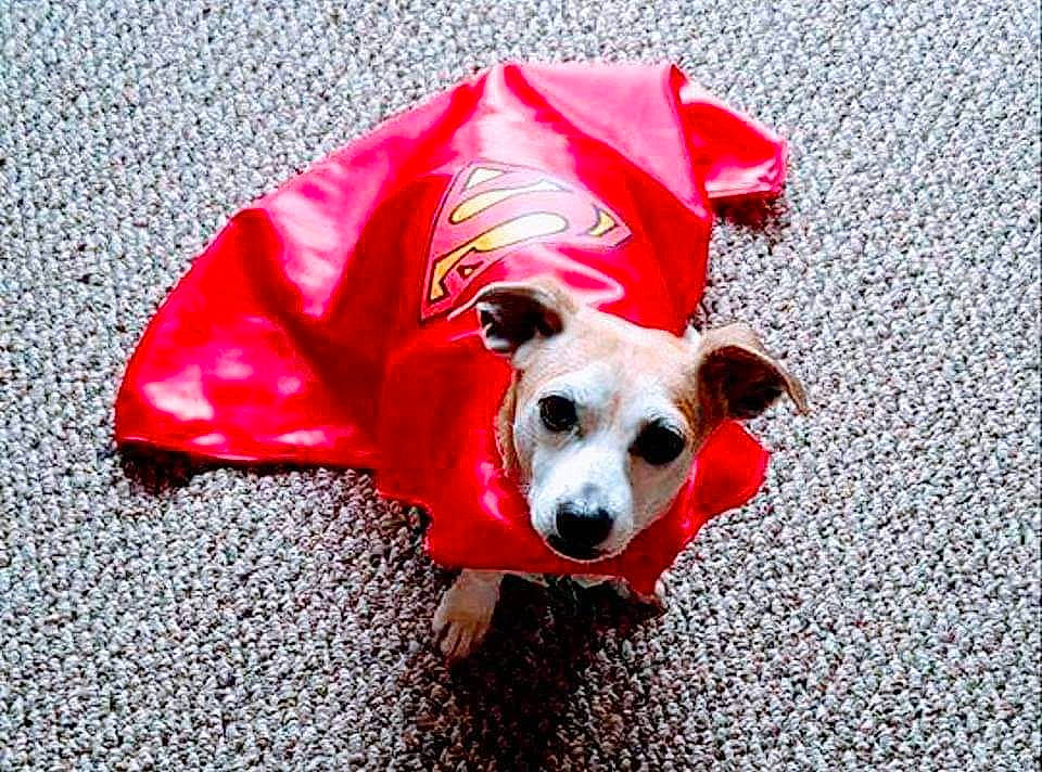 Mr. Bentley is registered to the contest to win money with this photo: canidae, carnivore, companion_dog, dog, dog_breed, dog_clothes, fawn, outerwear, puppy, red, snout