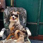 Petit Cœur a rejoint le concours — aidez-le/la à gagner de superbes lots ! dog, sunglasses, chair, leaf_pattern, outdoor, sunny, pet, relaxing, toy, happy, canine, summer, backyard, shade, fun, animal, seated, tongue_out, casual, comfort