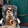 dog, sunglasses, chair, leaf_pattern, outdoor, sunny, pet, relaxing, toy, happy, canine, summer, backyard, shade, fun, animal, seated, tongue_out, casual, comfort
