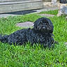 dog, black_dog, grass, lawn, outdoor, pet, fluffy, canine, resting, backyard, wooden_porch, garden_statue, nature, greenery, animal, cute, fur, small_dog, relaxed, daylight