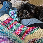 Raven participe au concours pour gagner de l'argent avec cette photo : dog, black_dog, sleeping, lap, knitting, yarn, colorful, blanket, jeans, indoor, floor_tiles, table, relaxation, cozy, furry, pet, home, comfort, resting, handmade