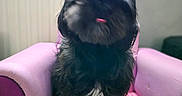Raven a rejoint le concours — aidez-le/la à gagner de superbes lots ! dog, black_dog, small_dog, pet, chair, pink_chair, purple_chair, indoor, furniture, tongue, cute, blurry, fur, animal, companion, household, cozy, sitting, portrait, pet_furniture