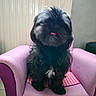 dog, black_dog, small_dog, pet, chair, pink_chair, purple_chair, indoor, furniture, tongue, cute, blurry, fur, animal, companion, household, cozy, sitting, portrait, pet_furniture