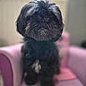 dog, black_dog, fluffy, pet, small_dog, indoor, armchair, pink_chair, furniture, fur, cute, portrait, sitting, blurred_background, cozy, domestic_animal, companion, animal, household, soft_light