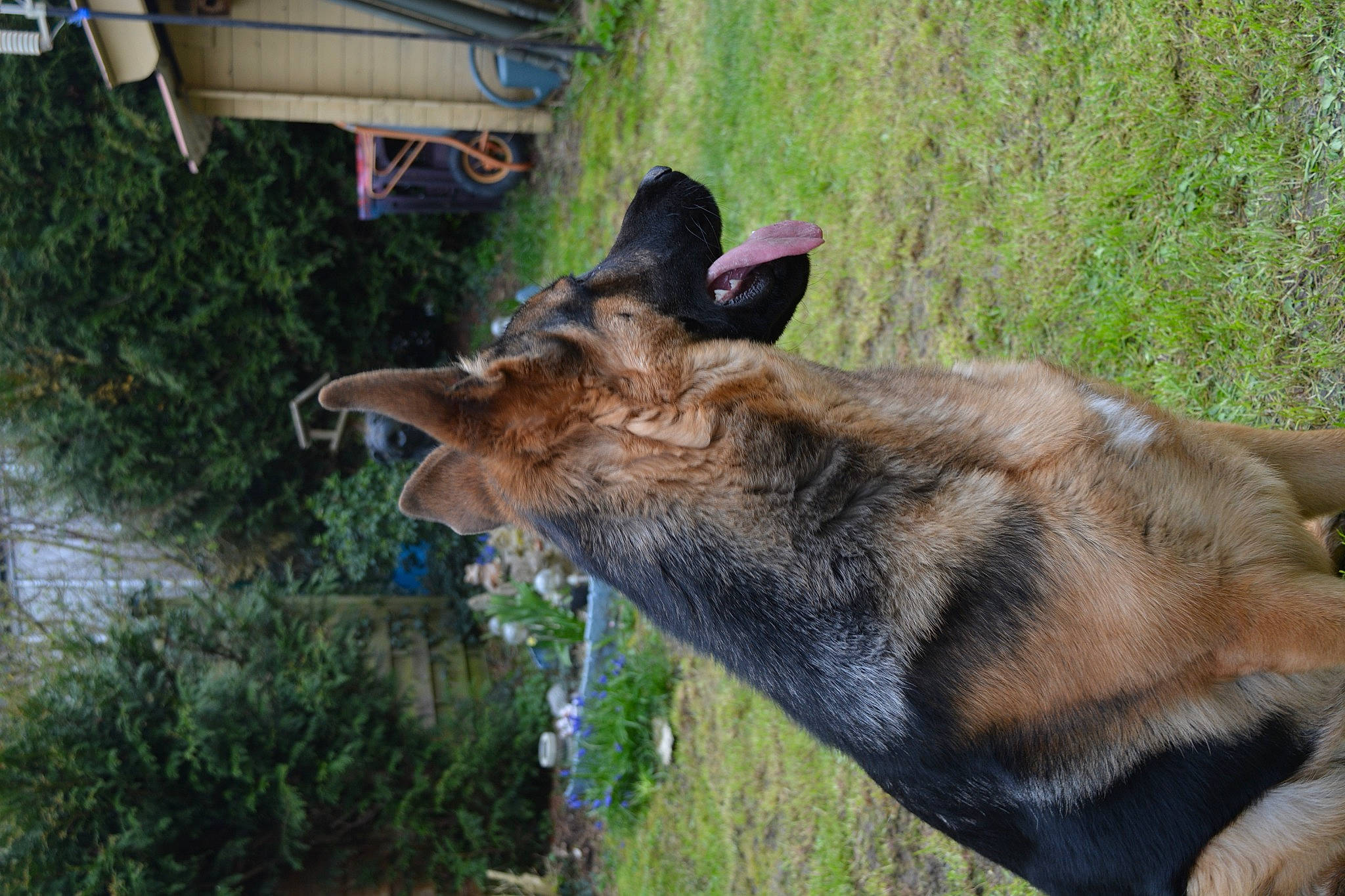 Mabrouck participe au concours pour gagner de l'argent avec cette photo : bovine, canidae, dog_breed, domestic_short_haired_cat, fawn, fur, goat, goats, grass, livestock, natural_material, plant, snout, sporting_group, tail, terrestrial_animal, tree, wildlife, wood, working_animal